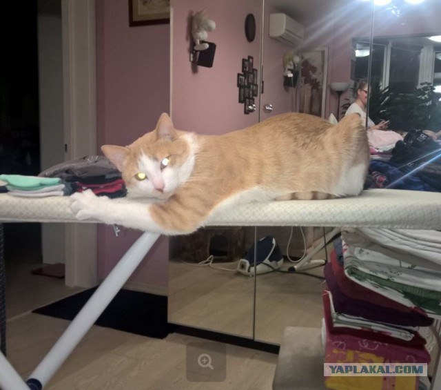 Котовторник 03.11.2015