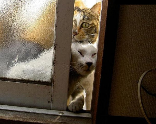 Коты, кошки, котята