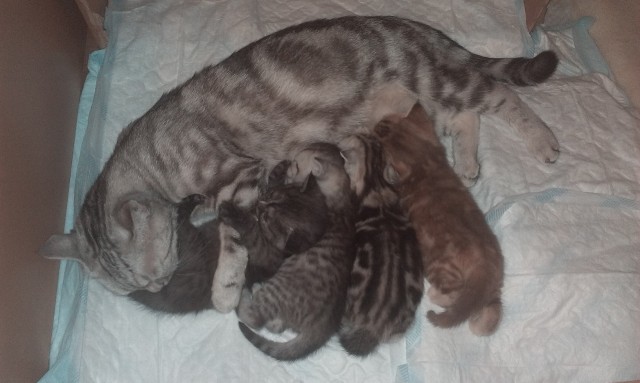 Наш Котяра
