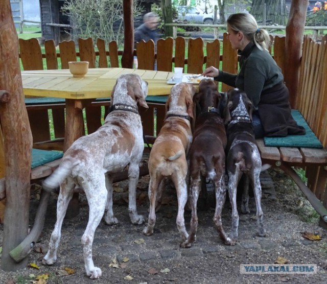 Собакочетверг