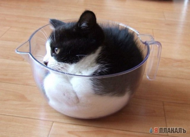 Коты, кошки, котята