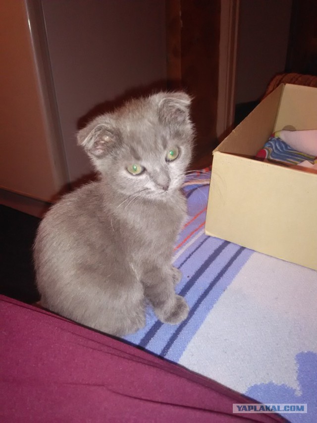 Котовторник