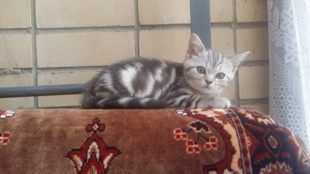 Котовторник 19.04.2016