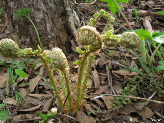 Кальмар+папоротник=вкусно