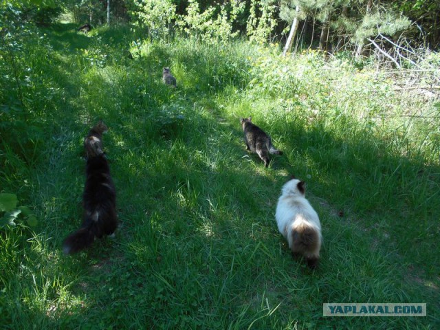 Жизнь домашнего приюта для котеек 114