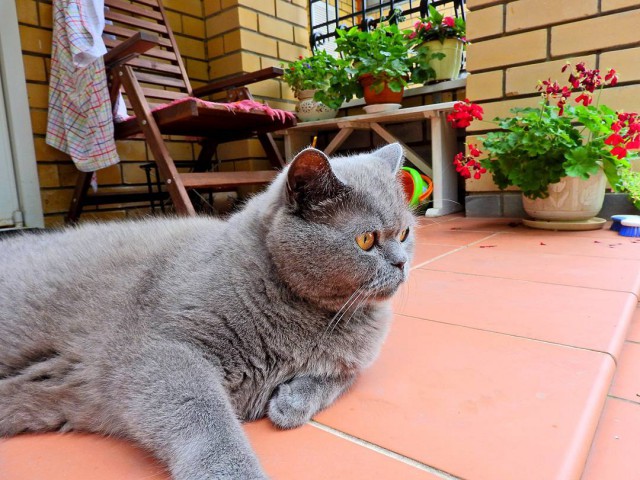 Котовторник 13.09.2016