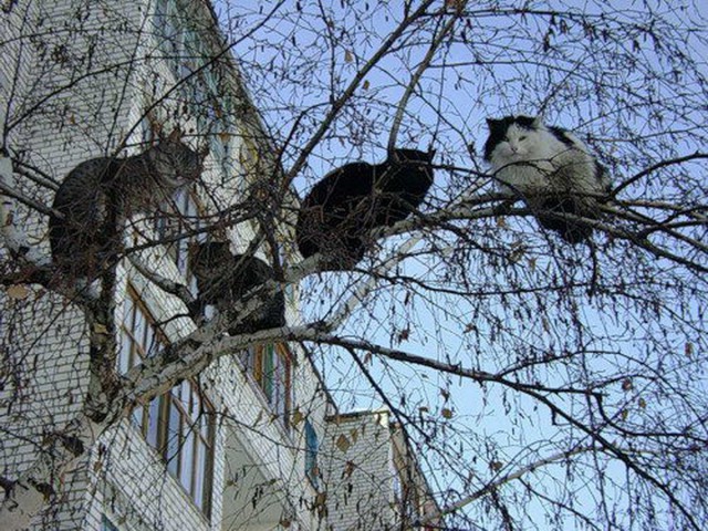 Коты из сети