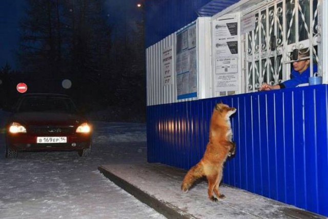 Самые смешные животные