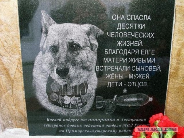 Живодер убил собаку