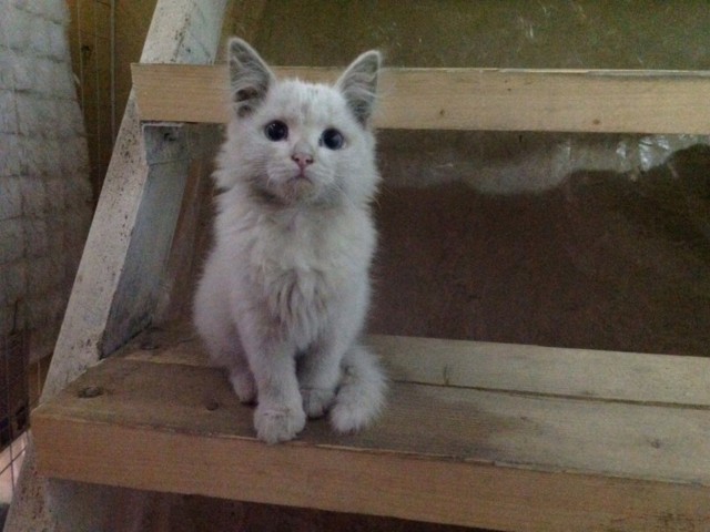 Коты и Кошки
