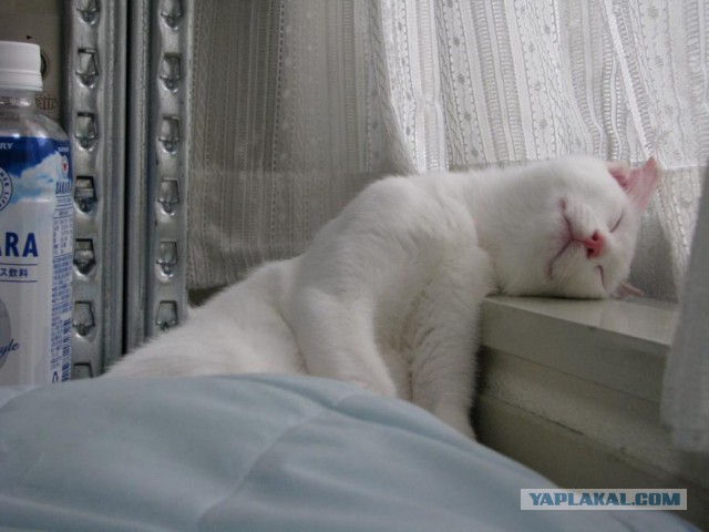 Осеннему котовторнику быть!