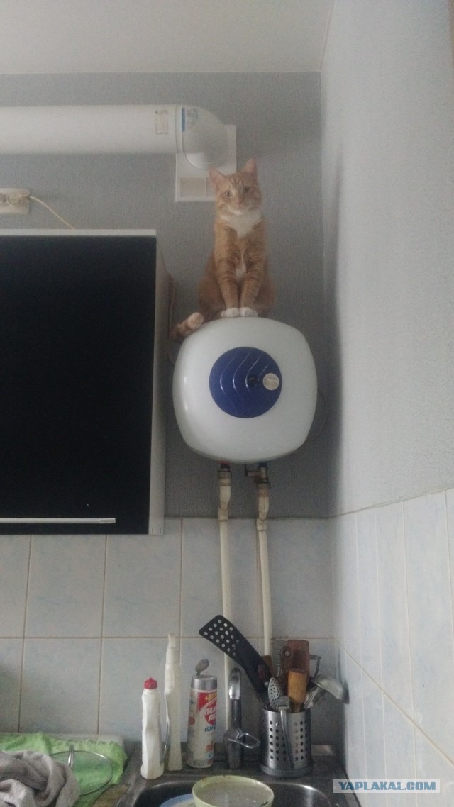 Прикольных котов пост