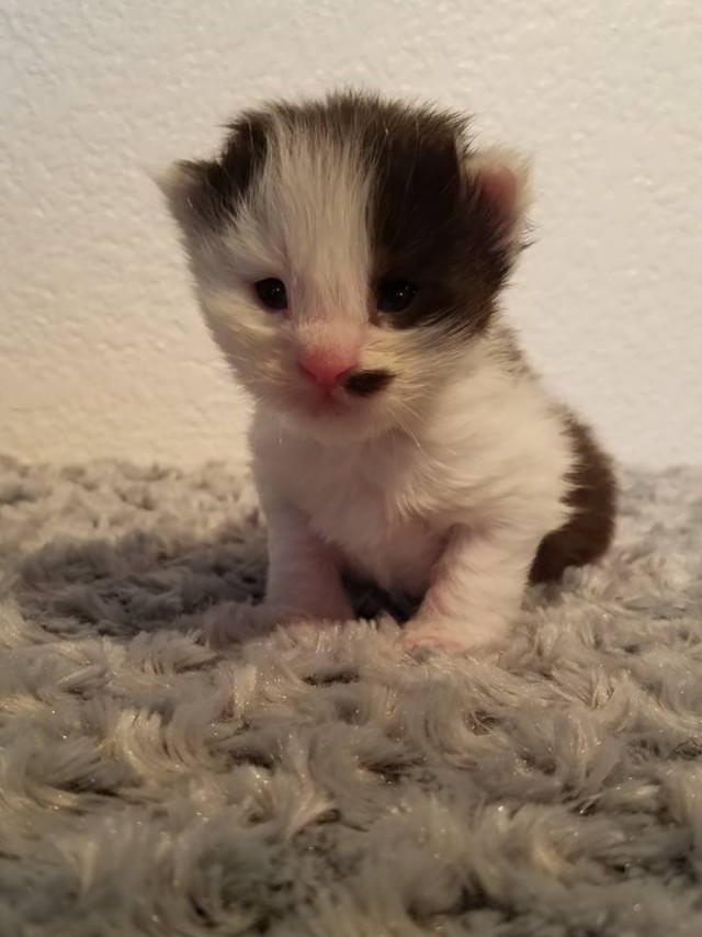А не открыть бы нам котовторник 03.04.2018