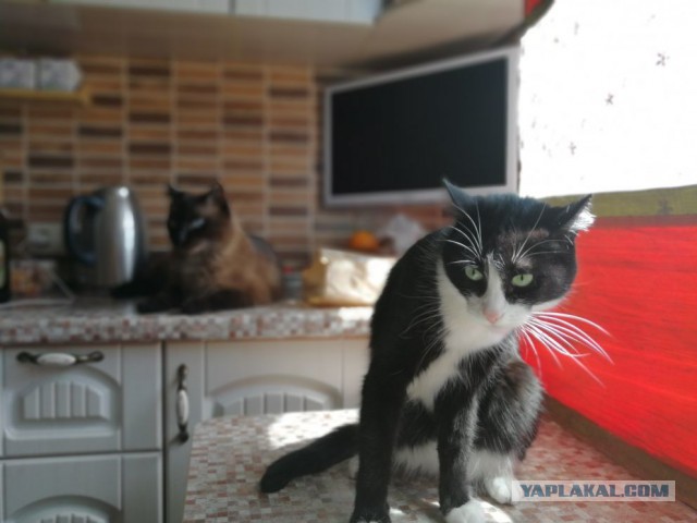 Котовторник 05.06.2018