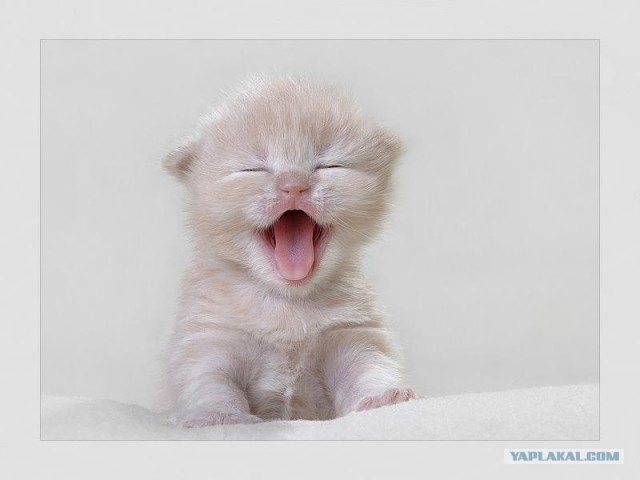 Котовторник на вторник, Котовторник