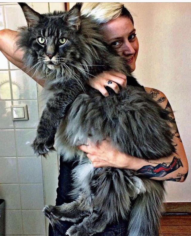 Прикольных котов пост