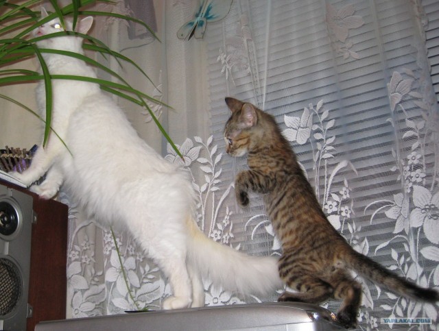 Котовторник: начало