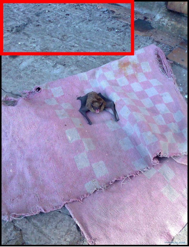 Летучий мыш