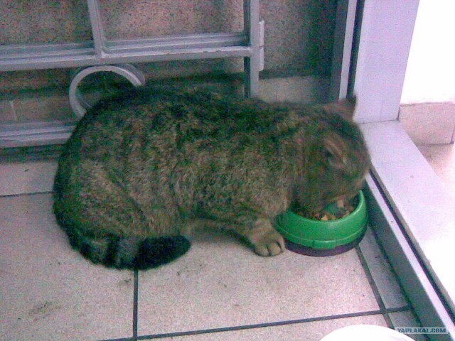 Котовторник. А как же?!