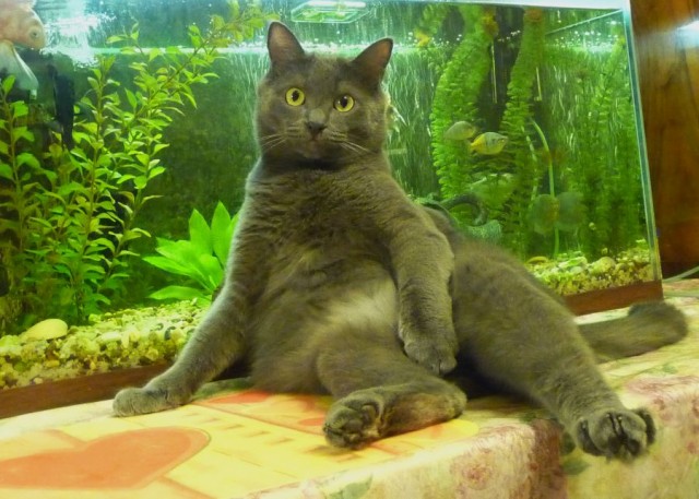 Котовторник