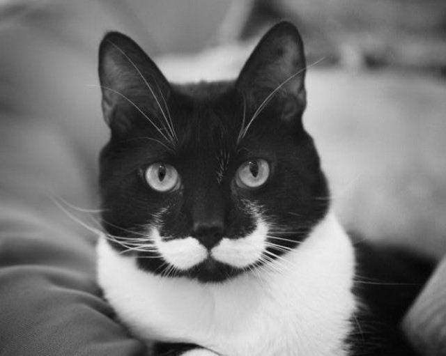 Прикольных котов пост