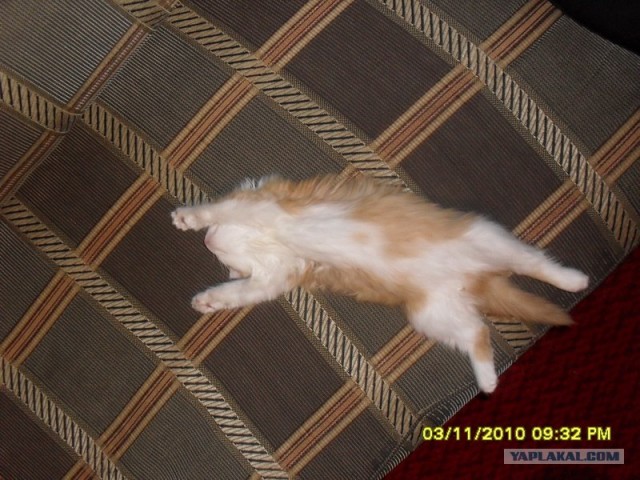Котовторник в "КотоГетто"