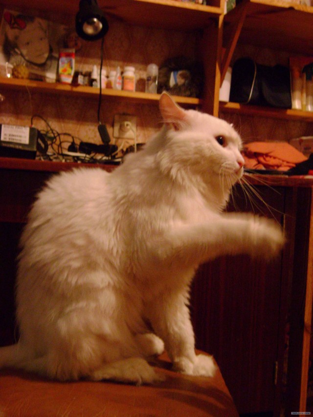 Котовторник 1.11.11