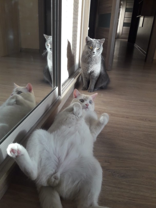 К котовторнику. Почему дома нужен котик