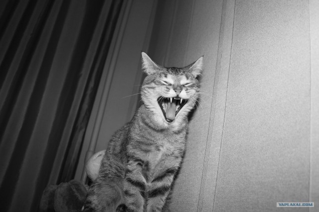Котовторник 10.04.2012