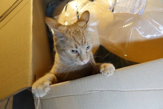 Прикольных котов пост