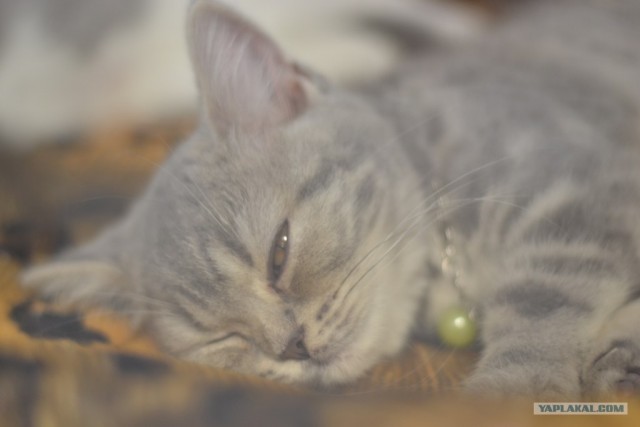 Котовторник   5.06.2012
