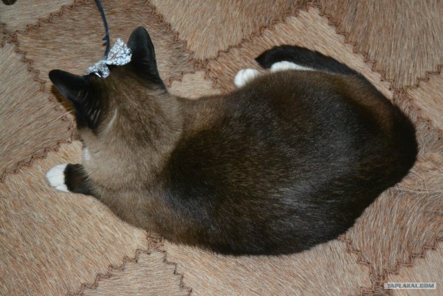 Котовторник  19.06.2012