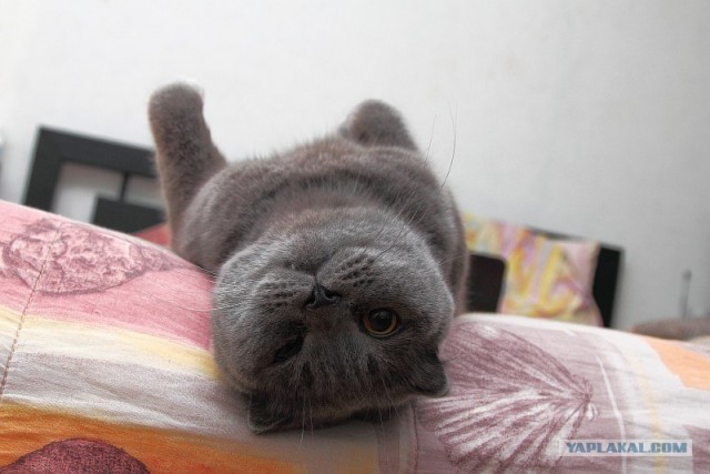 16 лучших котов сезона