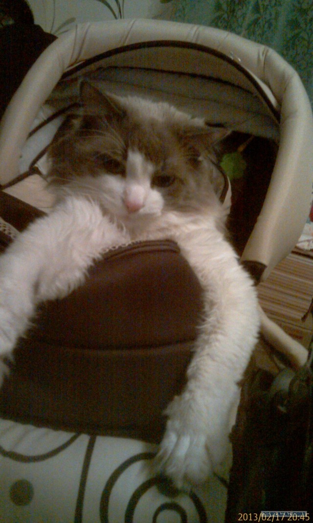 Котовторник 19.02.2013