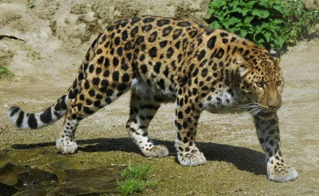 Дикий котовторник