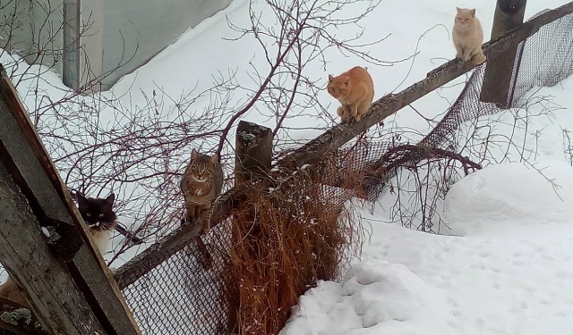 18 котов, которые плевать хотели на законы физики