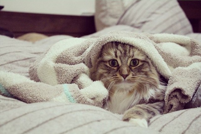 Котовторник однако