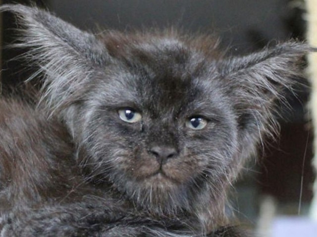 Картинки с котами и про котов