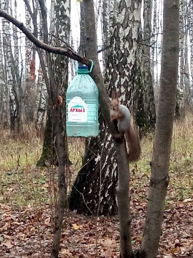 Живность из сети
