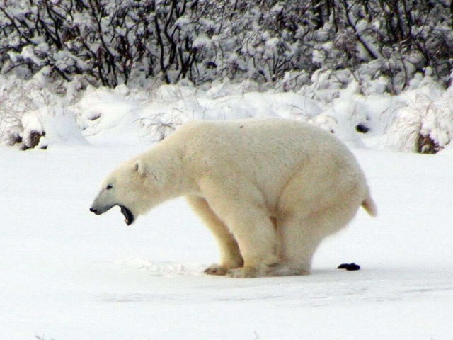 Живность из сети