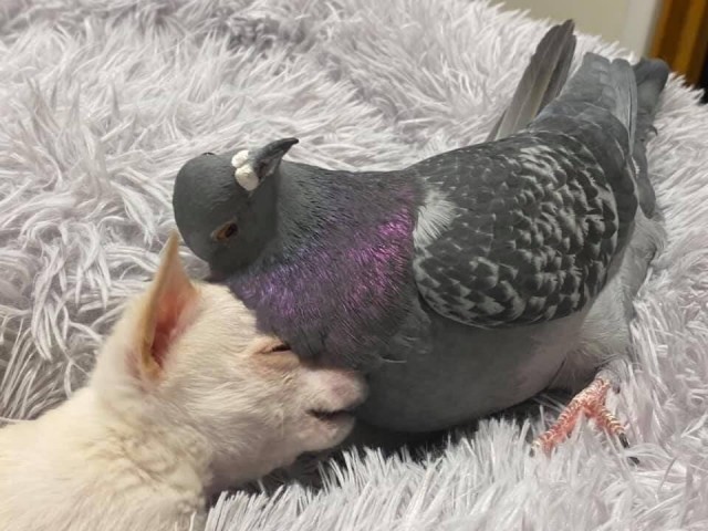 Живность из сети