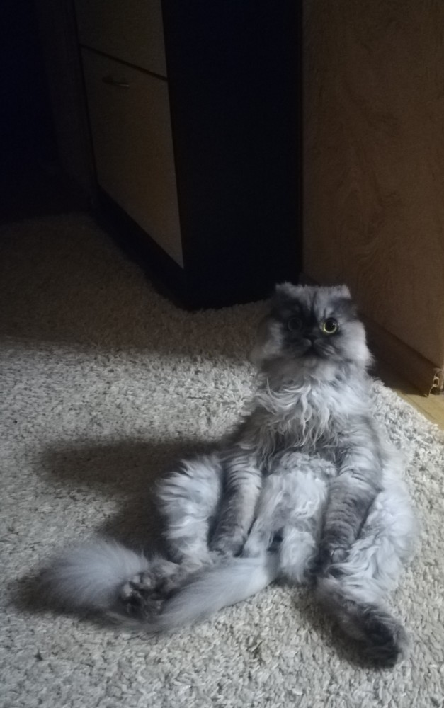 Кот ждун
