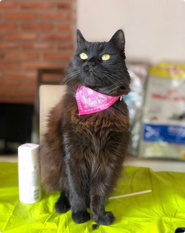 Котики