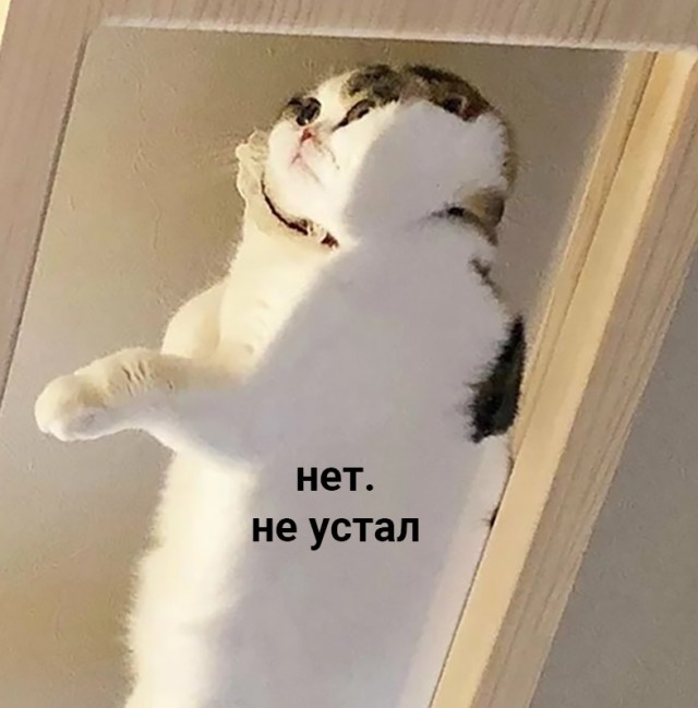 Котики