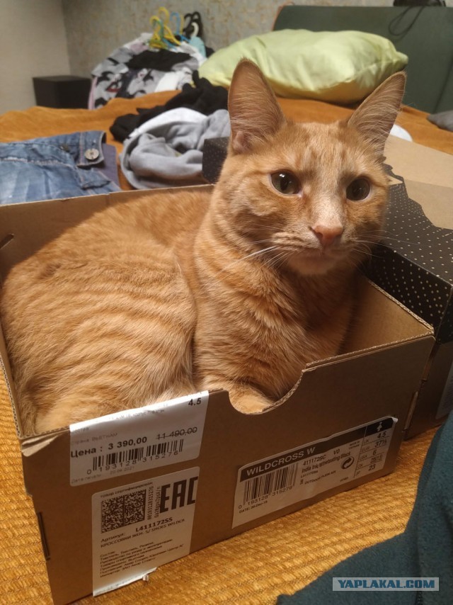 Даешь котовторник!