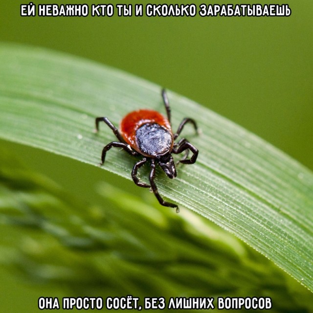 Весёлый полтишок 16.07