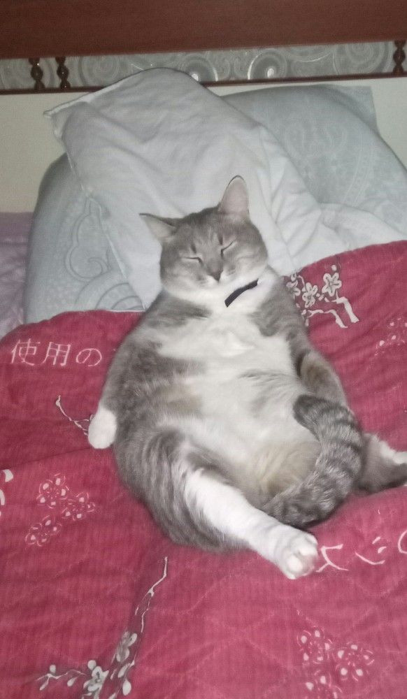 Котовторник 14.09.2021