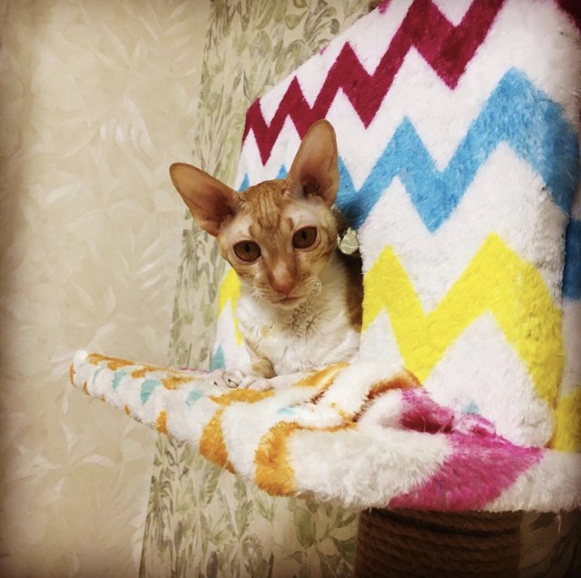 Кошкин дом