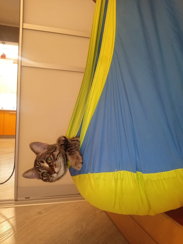 Котовторник 05.10.21 г