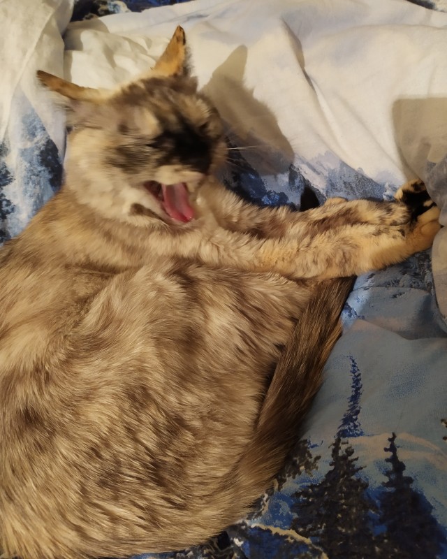 Вы, что спите? Вставайте, котовторник же!